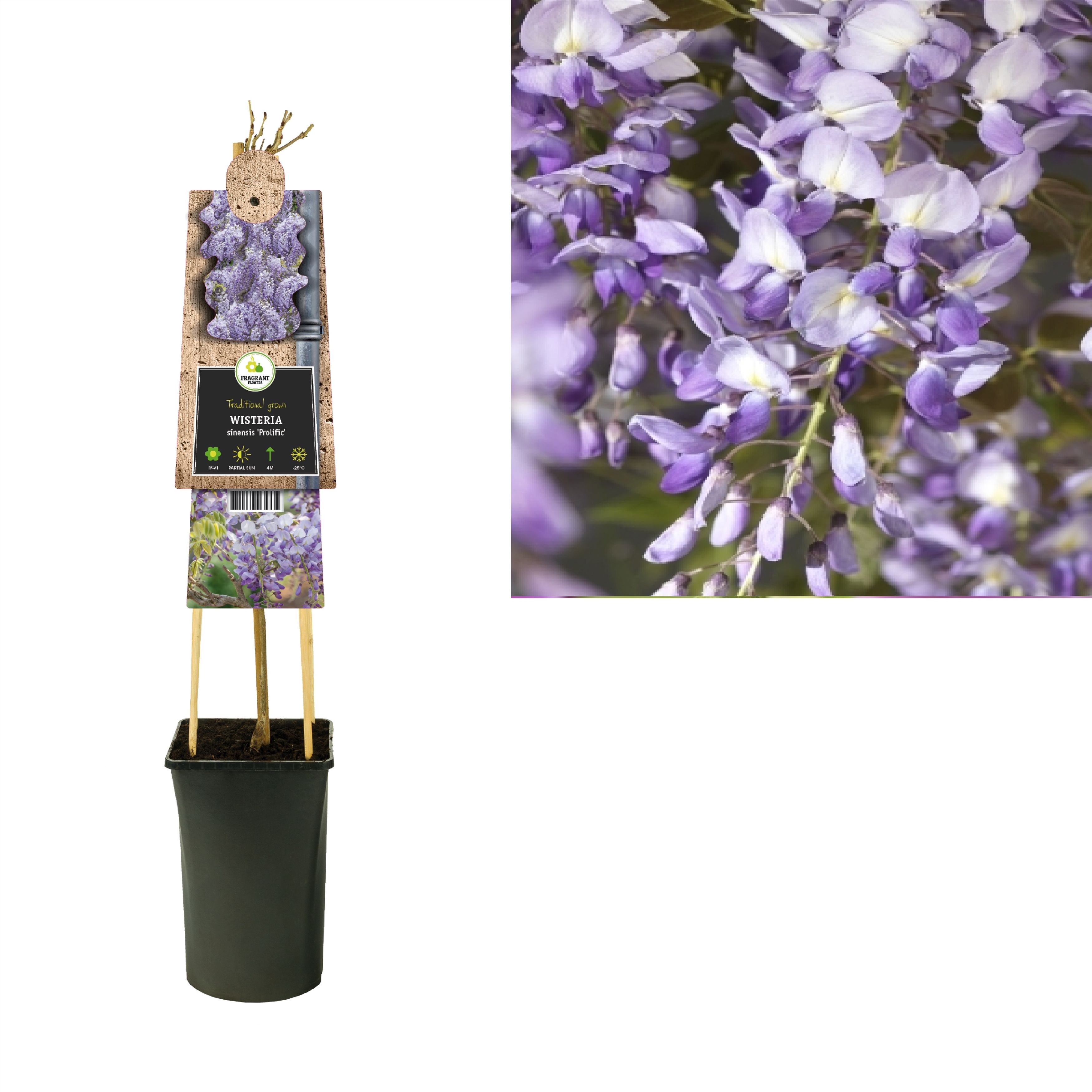 Wisteria sinensis 'Prolific' +3.0 label, D 17 cm