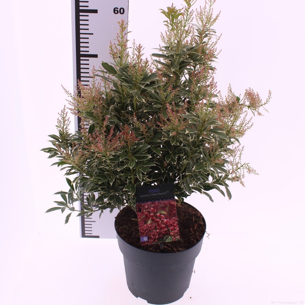 Pieris jap. 'Polar Passion', D 23 cm