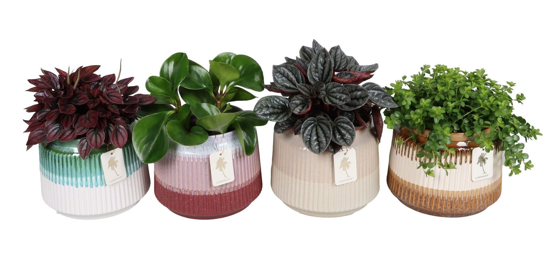 L 67381 with Peperomia Mix 12 cm, D 12