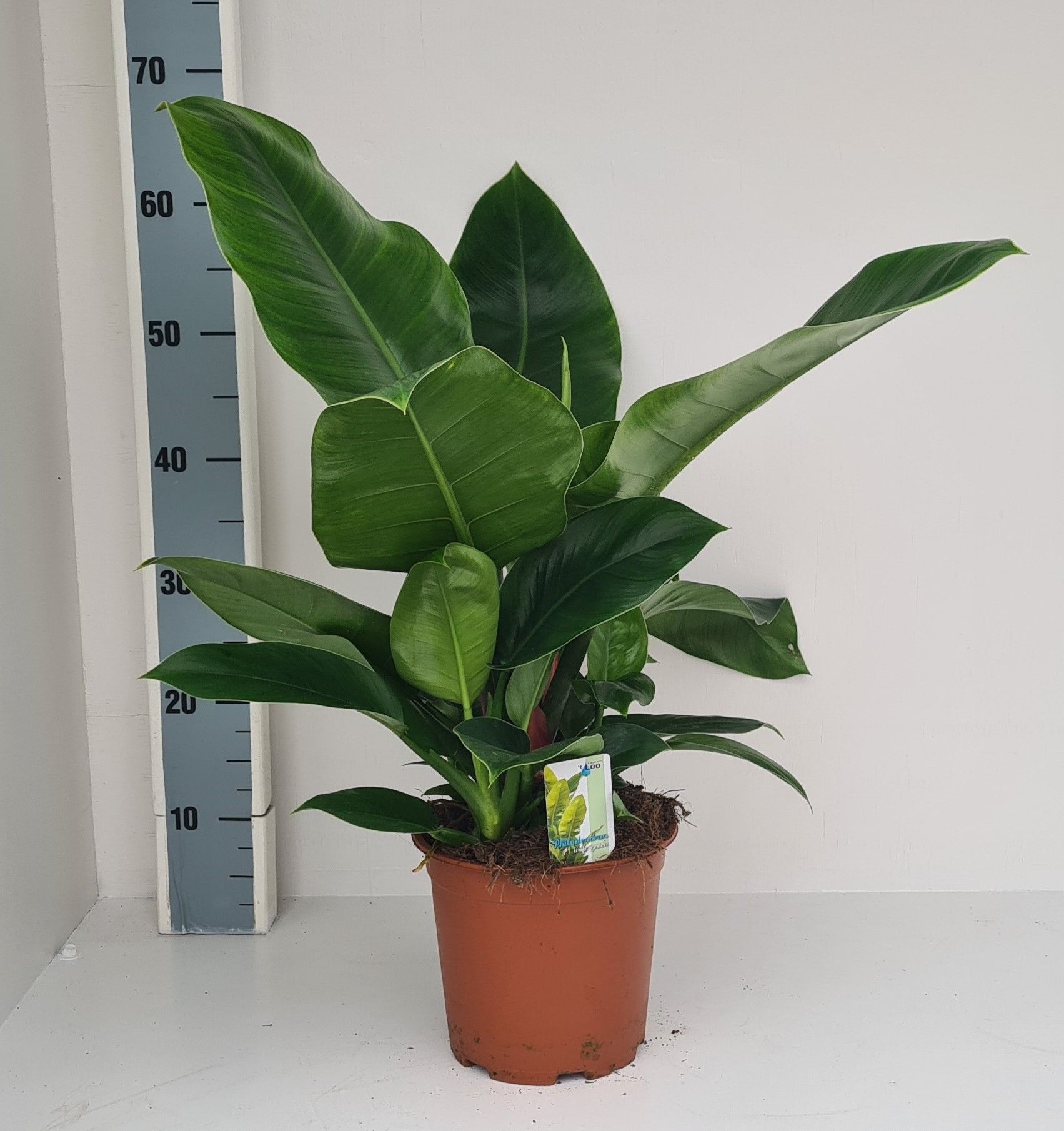 Philodendron Im. Green, D 19