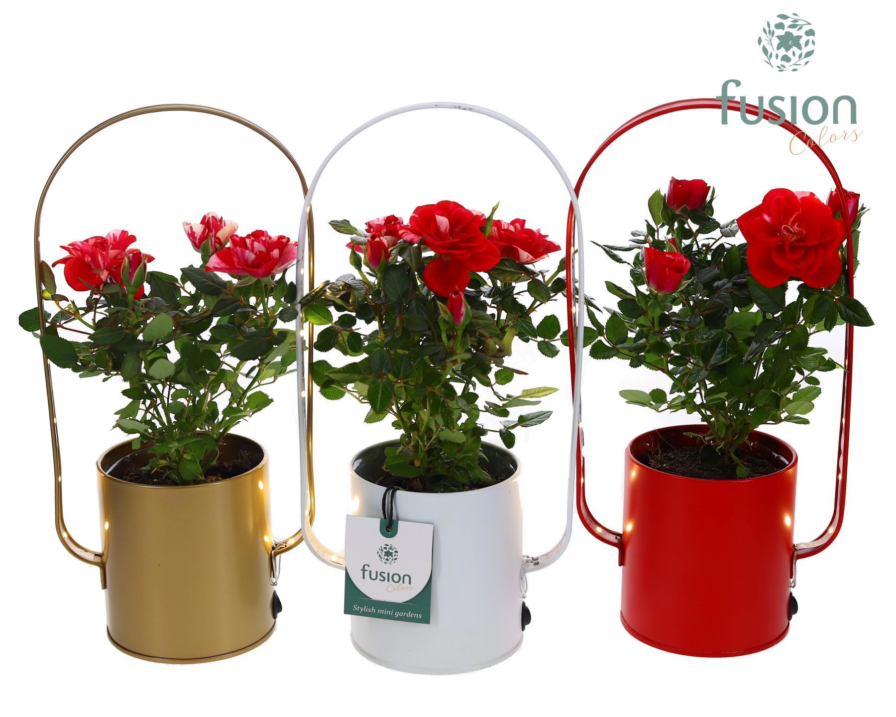 Led planter zink boog met Potroos, D 9