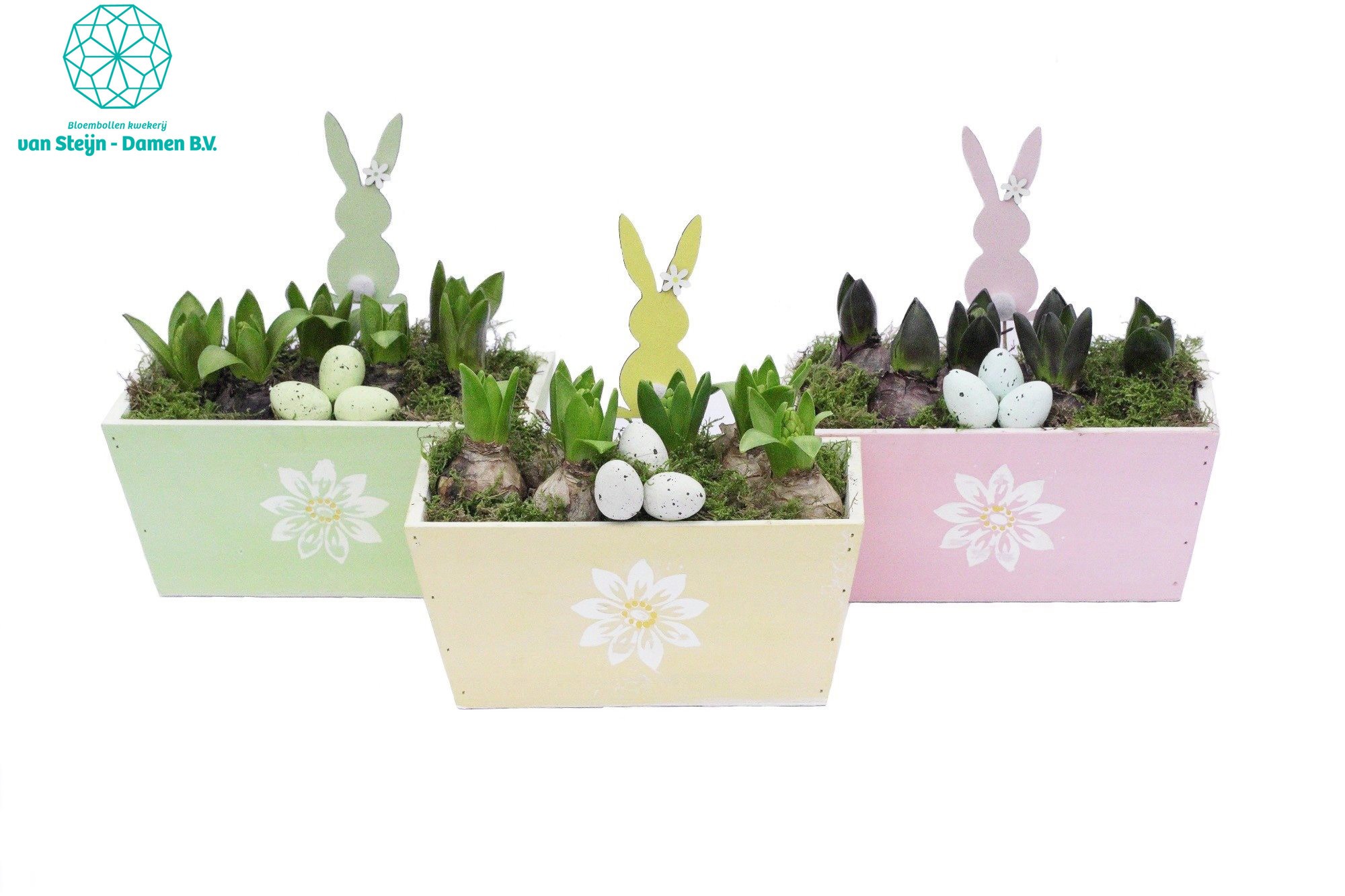 Hyacinthus 'Square Wood Spring', D 23