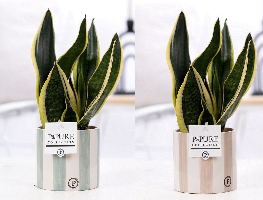 Sansevieria Trif. "Futura Superba" in P&PURE Eline 2 cer. 2 ass., D 12