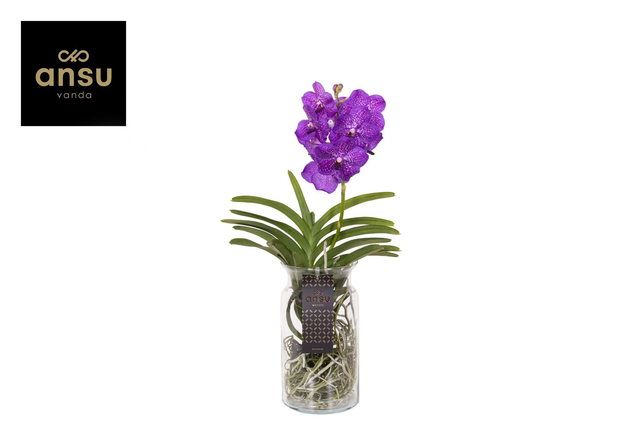 Vanda Bose XL Blue, D 15