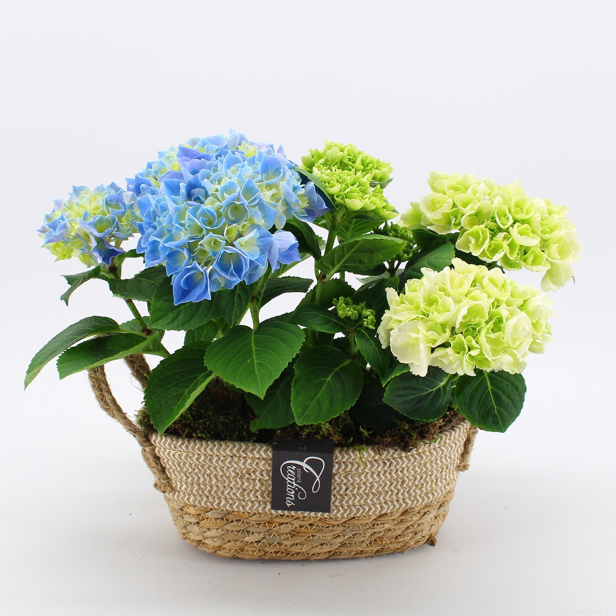 KHCR-2610M Hydrangea creations, D 24