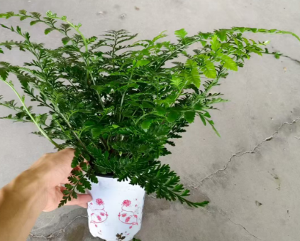 Блечум ориентале Джим Папоротник 12 28