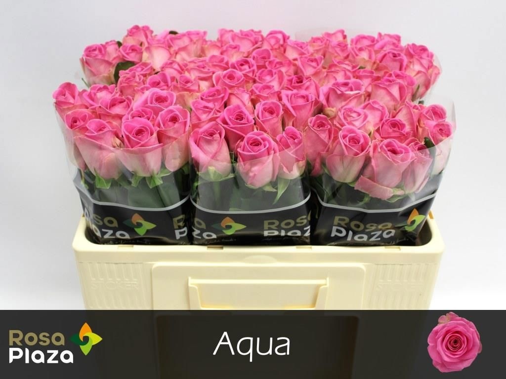 Роза од. Аква! 50, шт.