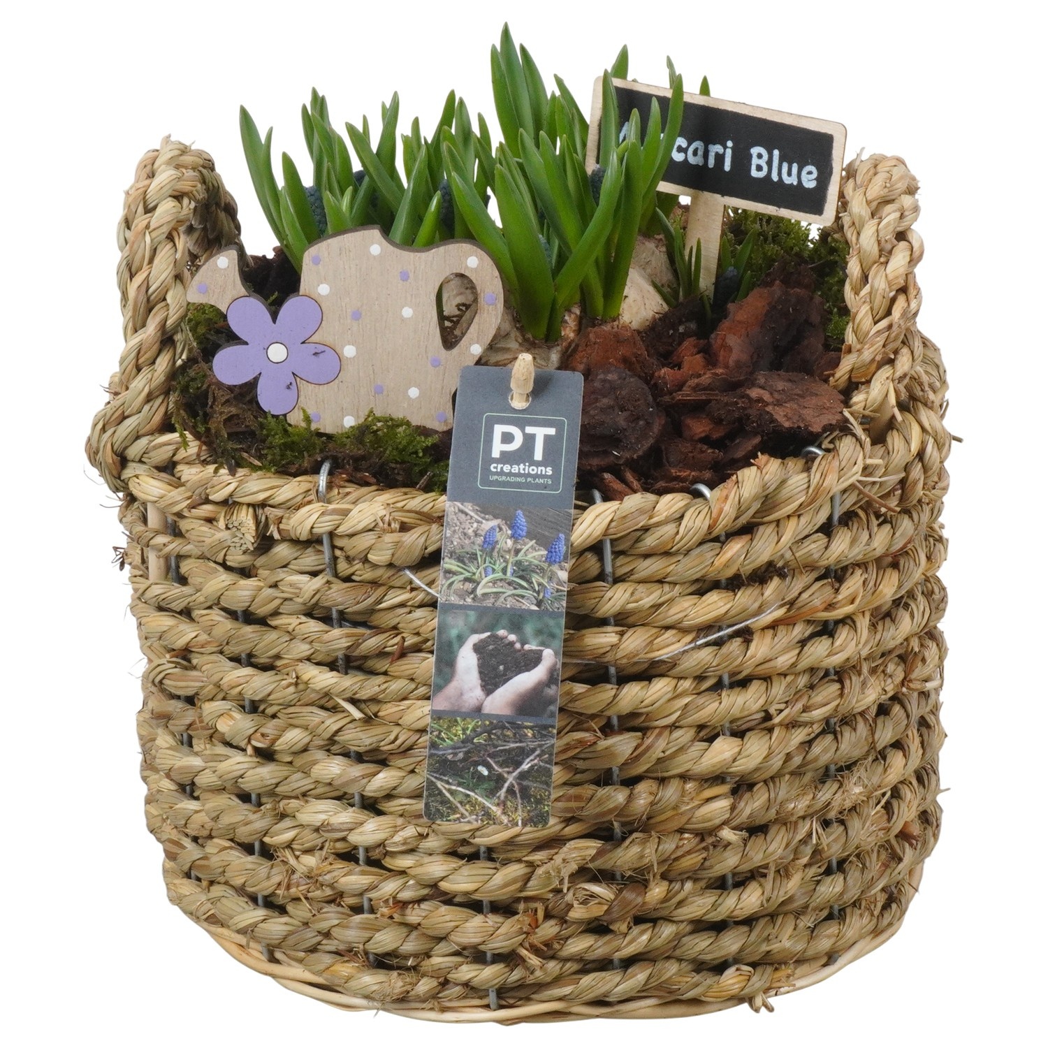 PTMB6220 Arrangement Muscari Blue in riet mand, D 21