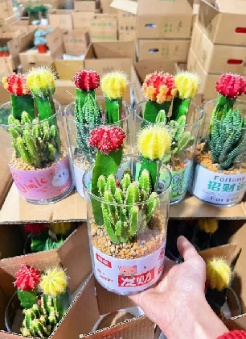 кактус Гласс Ред Йеллоу Болл Комбинашен 12圆玻璃杯 12 15