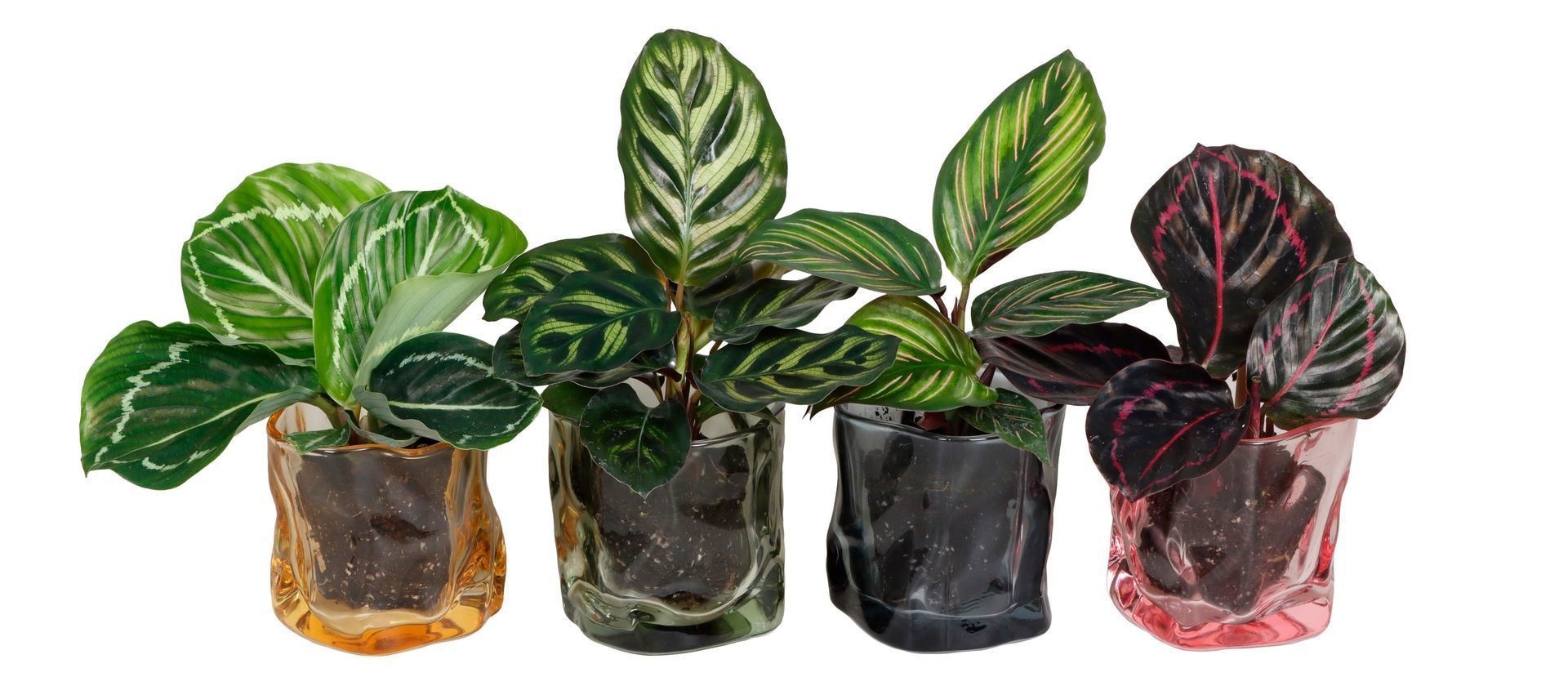 L 67401 with Calathea Mix 6 cm, D 6 cm L 67401 with Calathea Mix 6 cm, D 6 cm