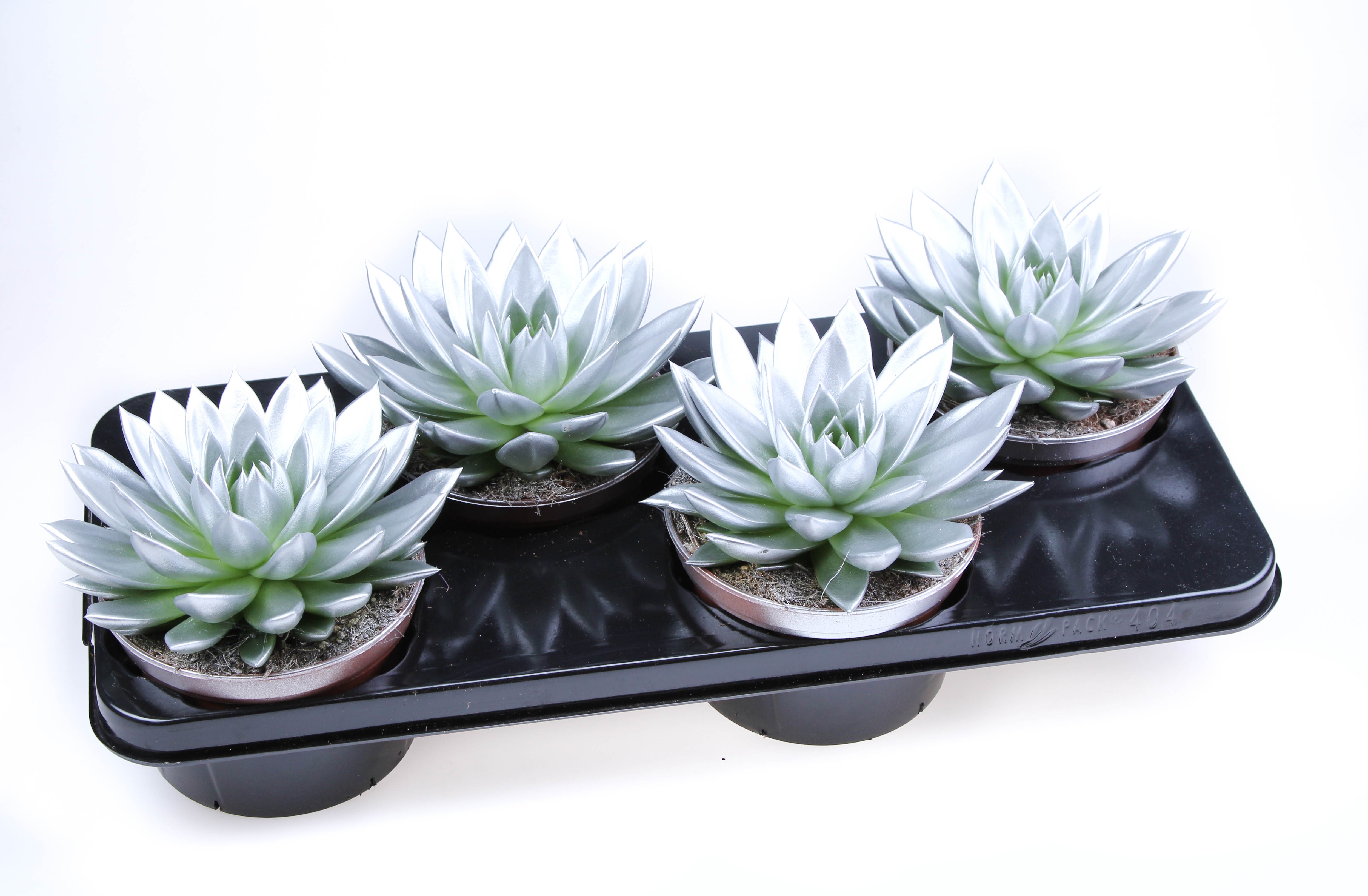 Rainbow silver, D 15