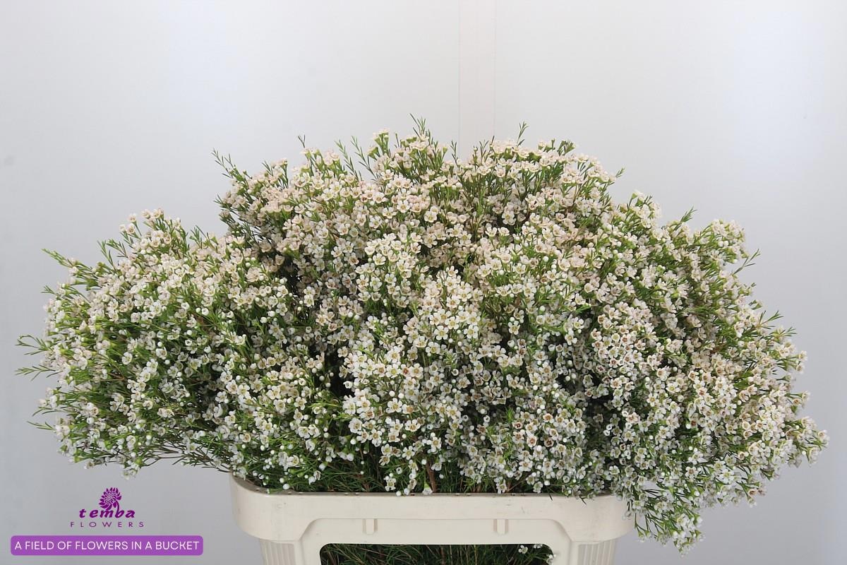 Шамелациум Перл Баттонс 80, шт.