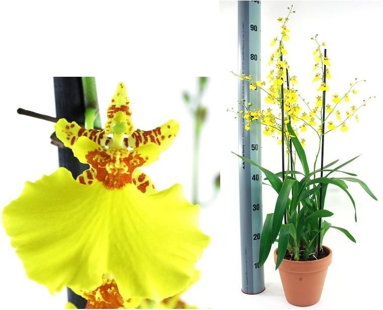 Oncidium toef 3-tak in 19cm terracotta pot, D 19