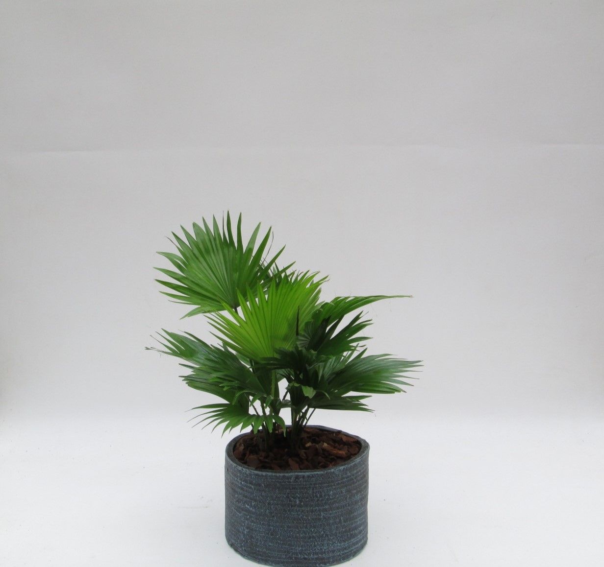 Livistona rotundifolia in Ruby pot, D 20