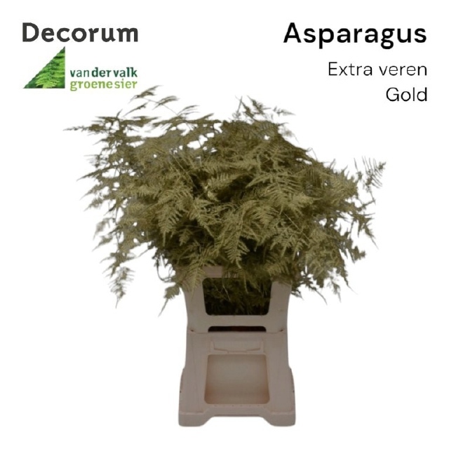 Аспарагус Овериг Крашеный (краш. ) 65, шт.