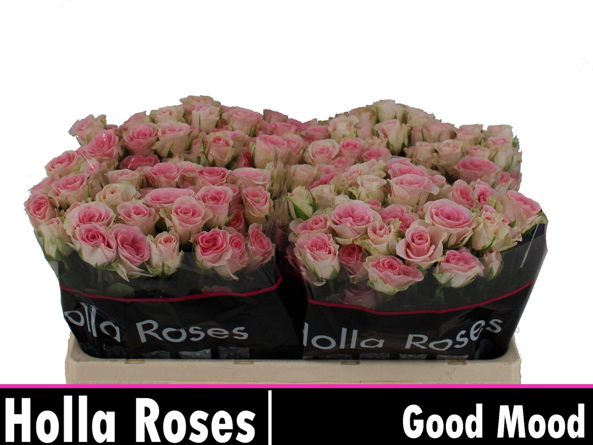 Роза куст. Гуд Муд 50, шт.