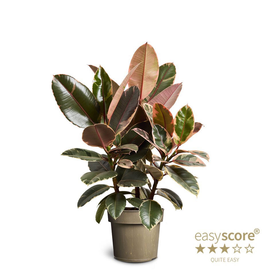 Ficus elastica ´Belize´, D 24