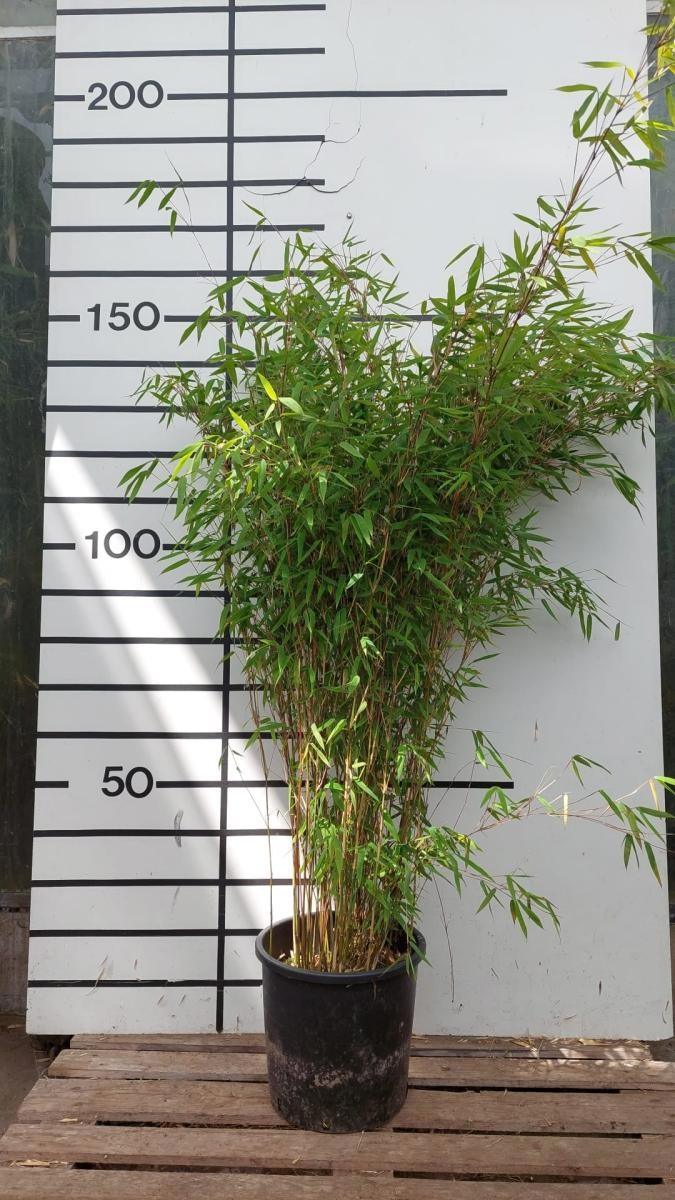 Fargesia 'Obelisk', D 33