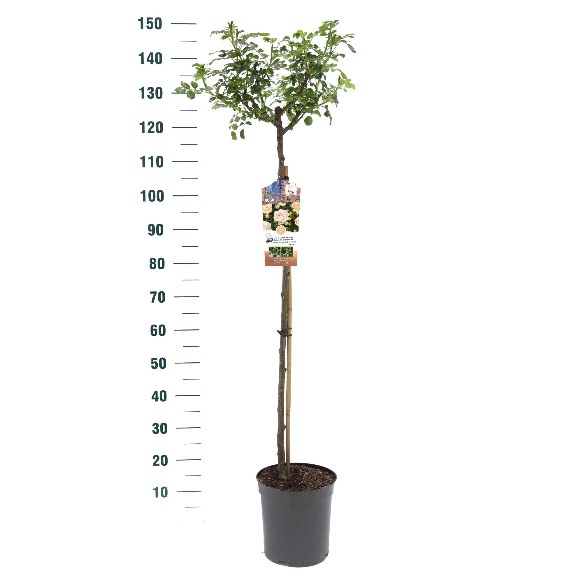 Rosa 'Sirius' - 90 Stam - Exclusive Collection, D 24 cm