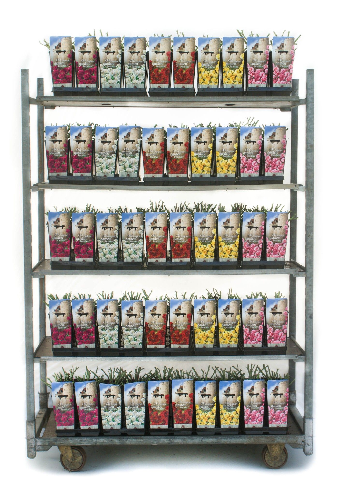 Old English Garden Beauties 2L, D 11