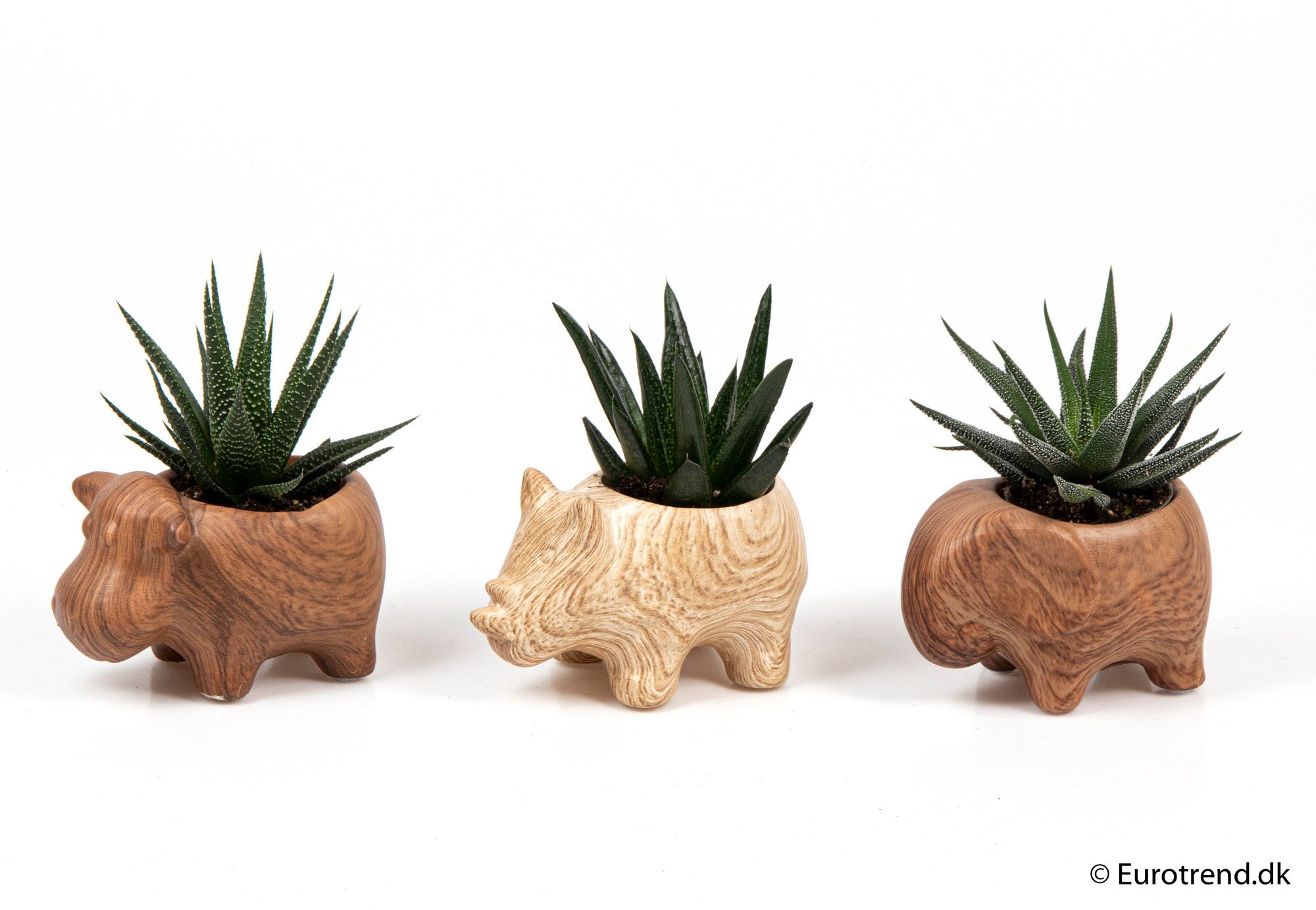 Succulent mix in ceramic - New Look 2025, D 6