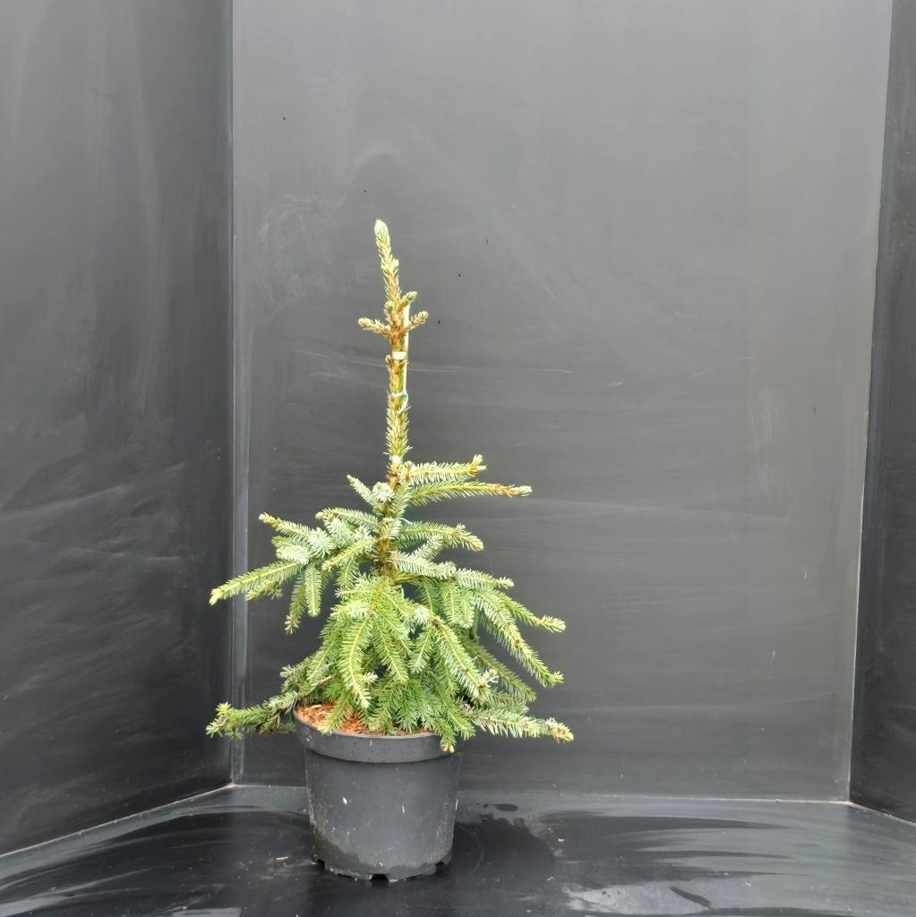 Picea omorika Pendula Brunus, D 26