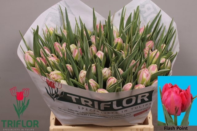 Тюльпан дв. Флэш Поинт (ярко-роз.), шт.