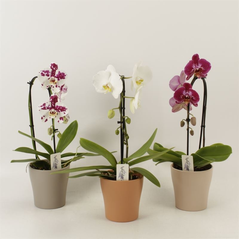 Phalaenopsis Elegant Cascade Unoboga gemengd in Rentree keramiek, D 12 cm