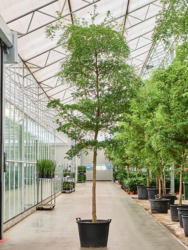 Bucida buceras 'Shady Lady' (450-500), D 80 cm