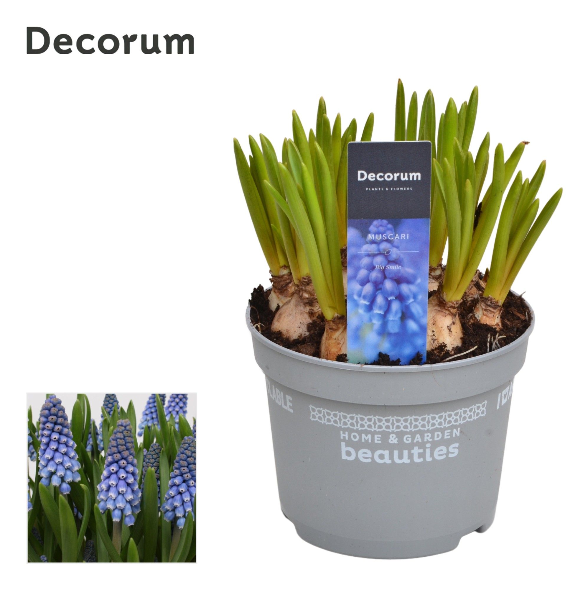 Muscari Big Smile, D 12