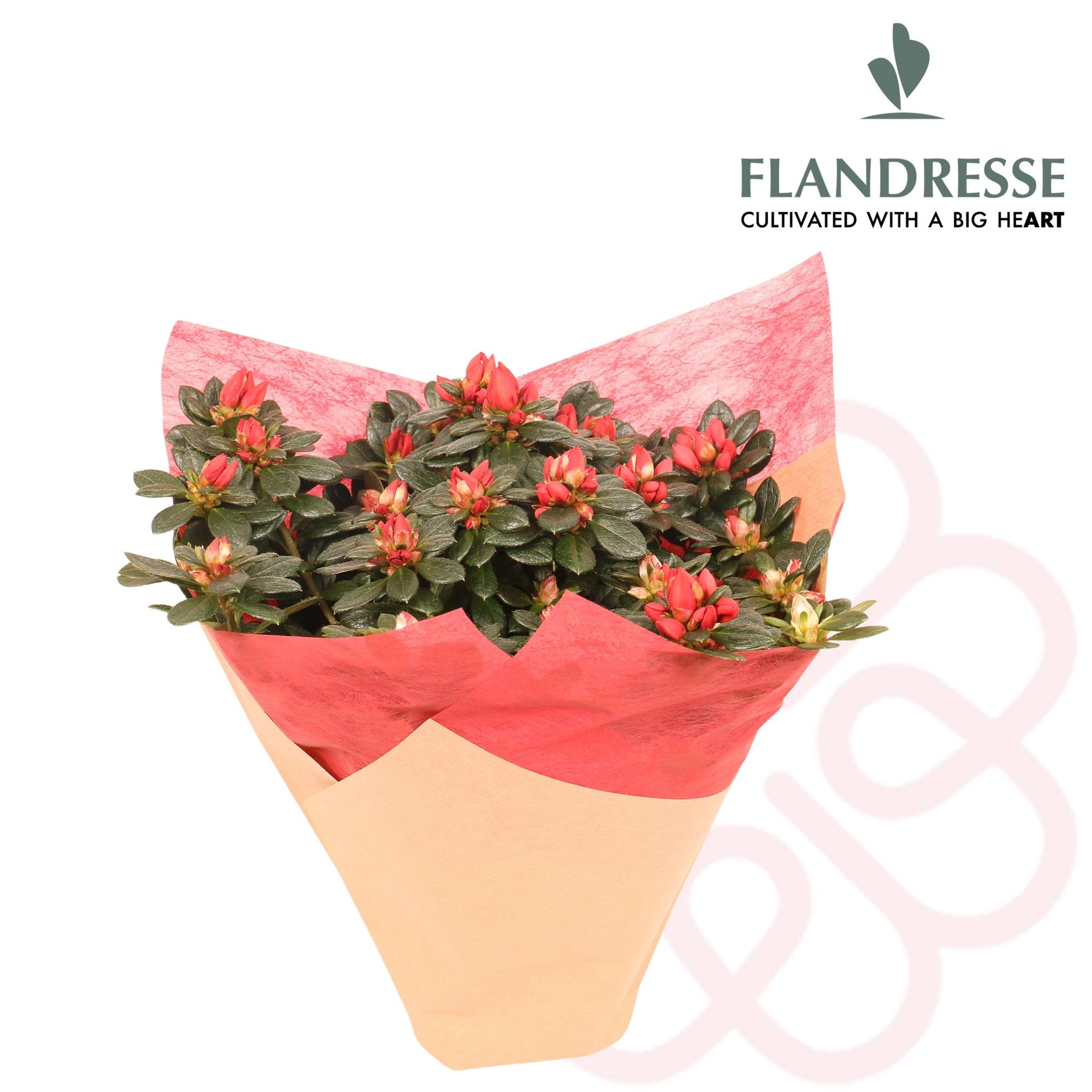 Azalea Flandresse® Kersthoes rood, D 12 cm
