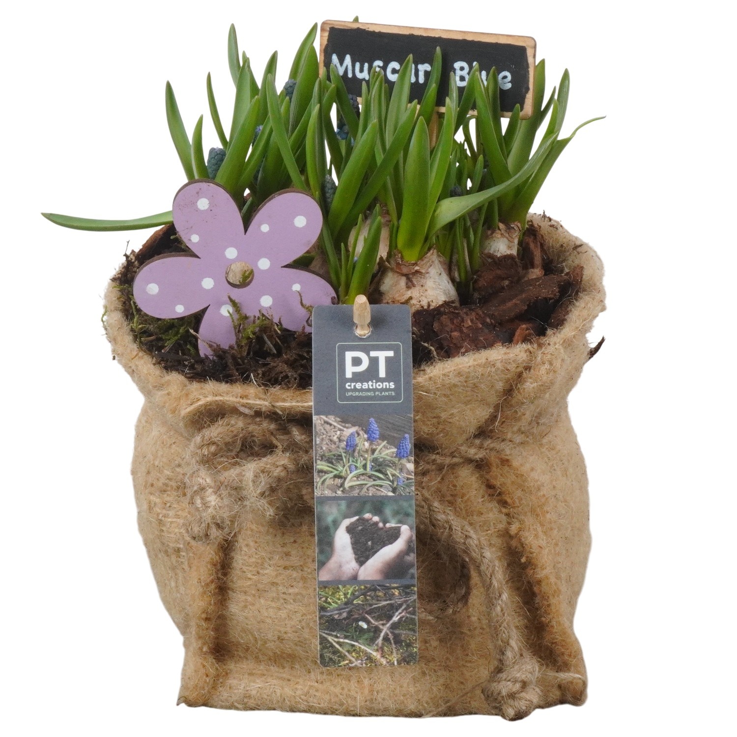 PTMB6303 Arrangement Muscari Blue in jute zak, D 13