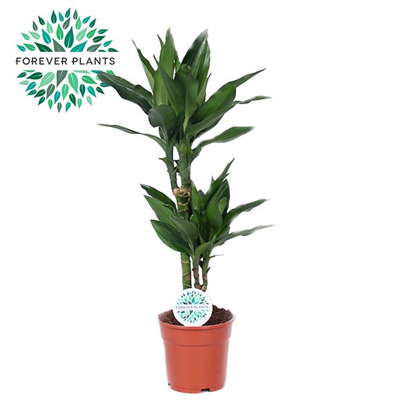 Dracaena Janet Lind p17, 30+10, D 17 cm Dracaena Janet Lind p17, 30+10, D 17 cm