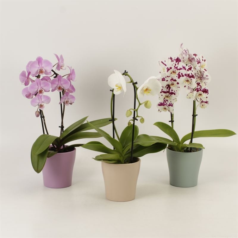 Phalaenopsis Elegant Cascade Shapes mix 1 en 2 tak in Moederdag keramiek, D 12