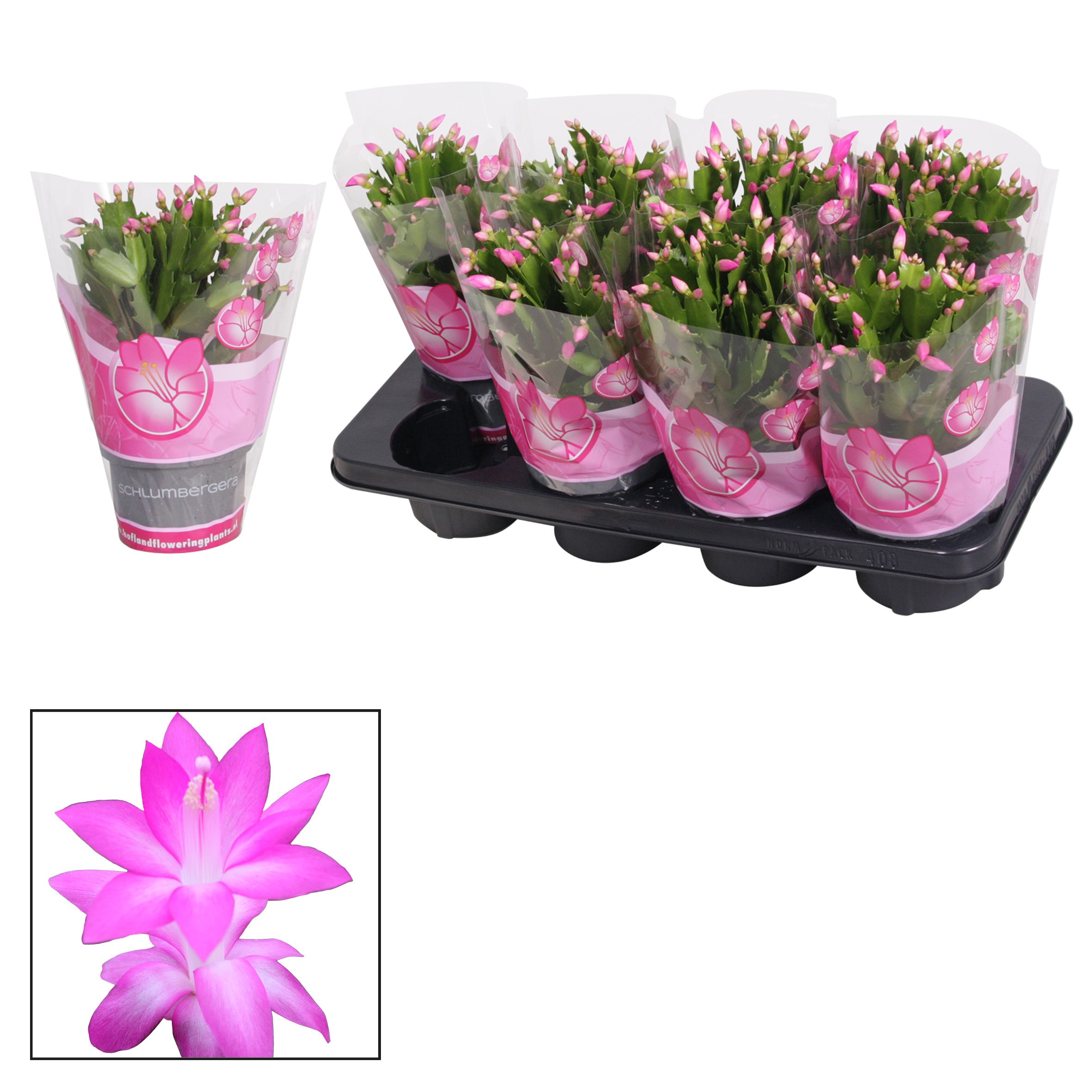 Schlumbergera - 13 cm - Pink (Cyber), D 13