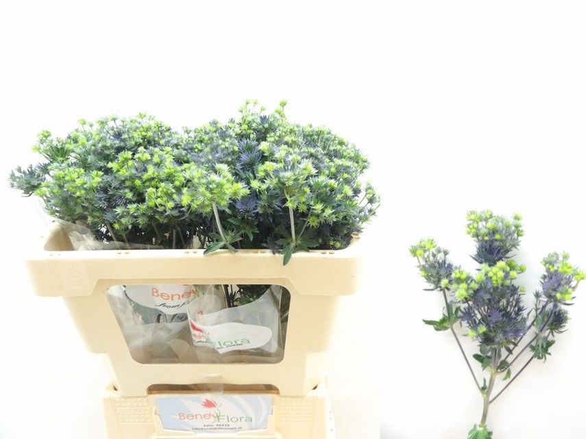 Эрингиум Мэджикал Перпл Старс 50, шт.