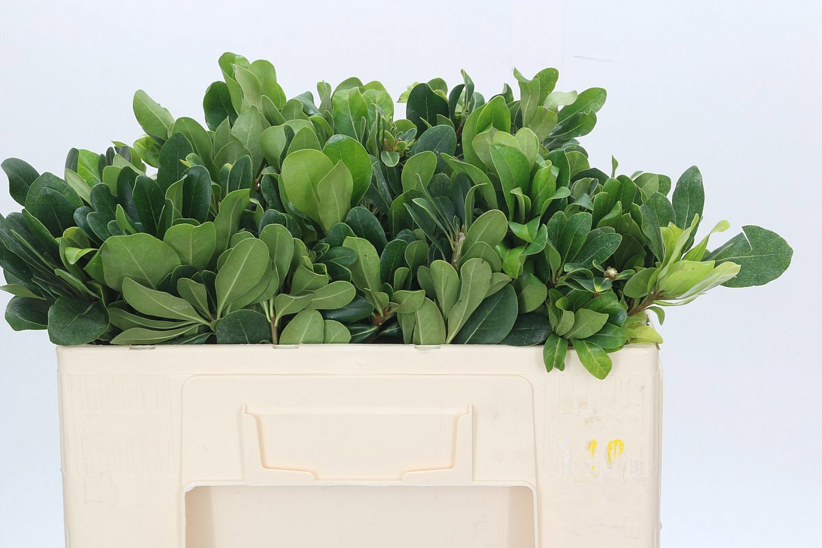 Питтоспорум Нурит 50, шт.