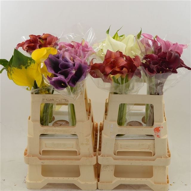 Калла Микс в баке 60, шт.