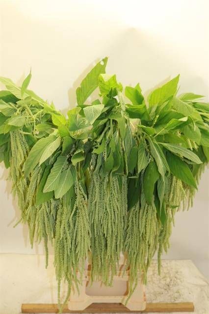 Амарантус Грин Ханг 80, шт.