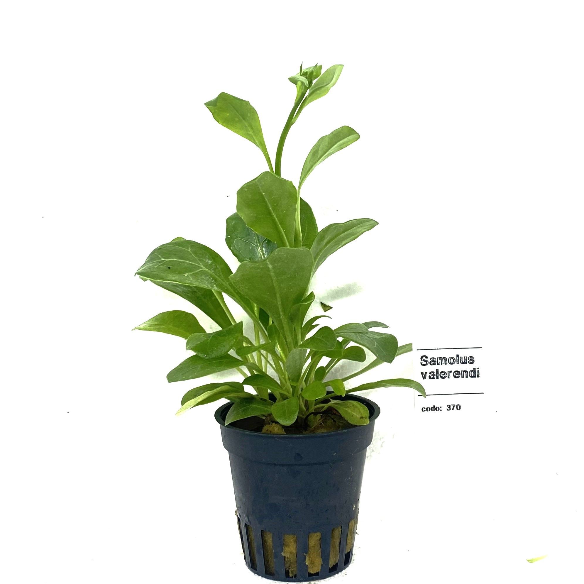 samolus floribundus, D 5