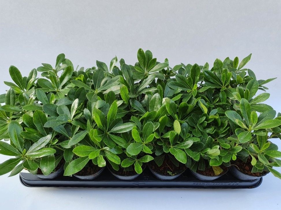 Pittosporum tob. Nanum, D 9 cm