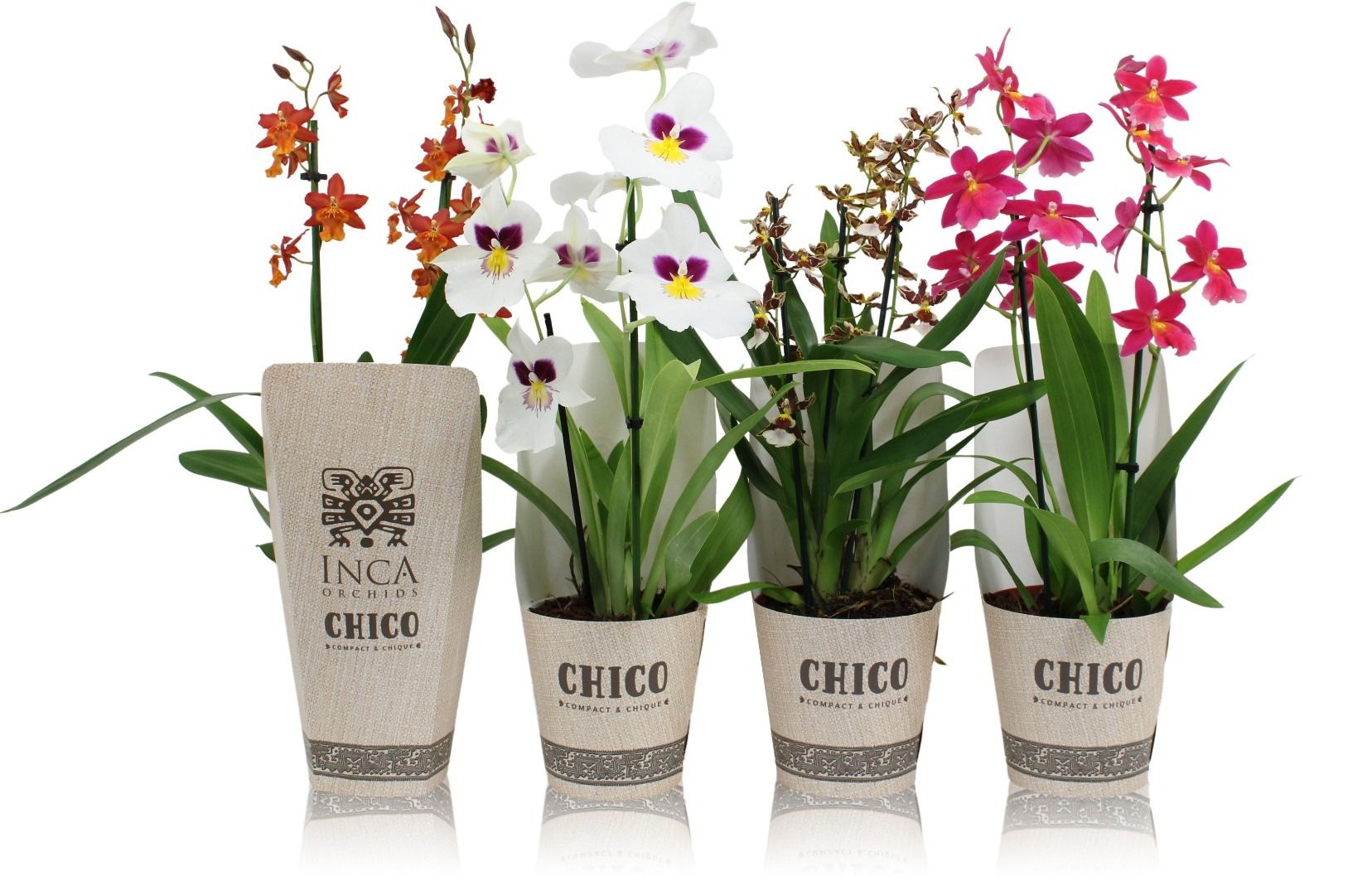 Inca Orchid mix Chico 2-3 spike, D 12