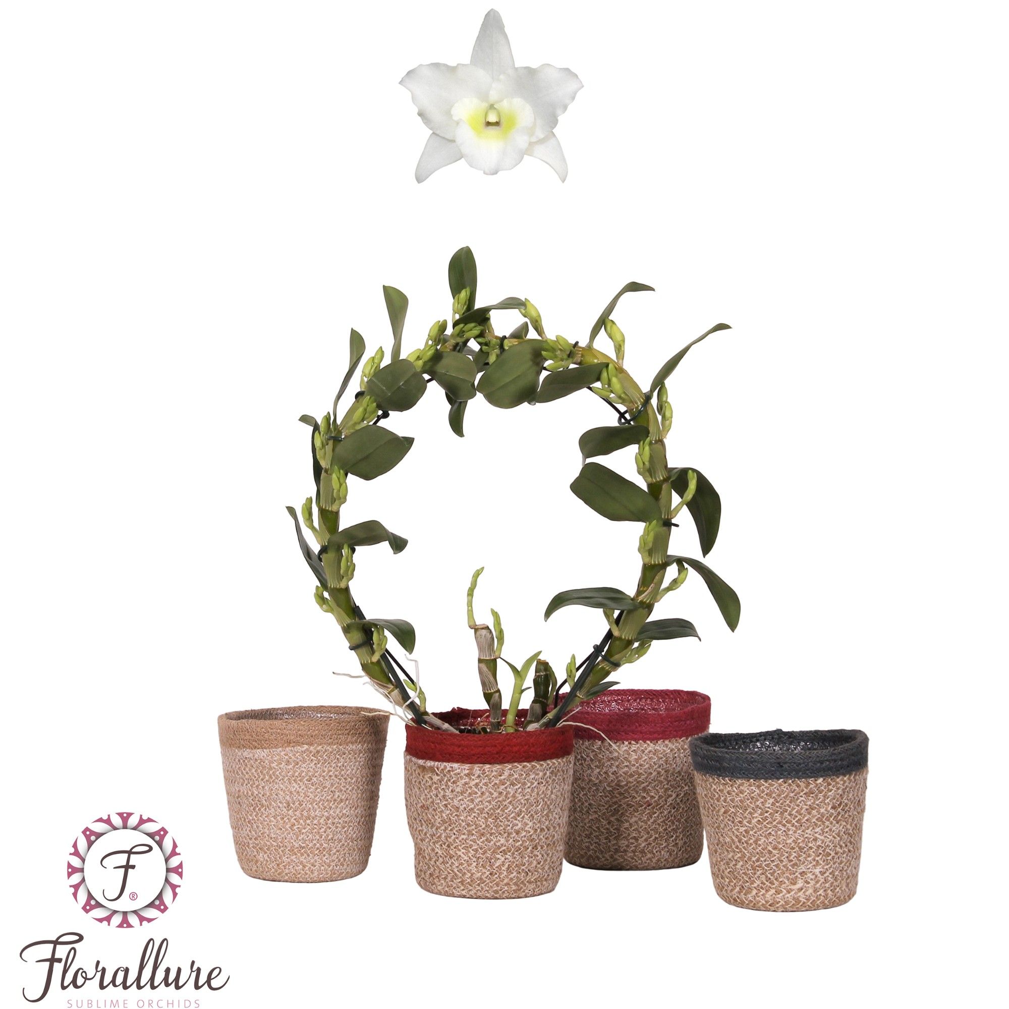 Dendrobium Nobile Apollon diameter 30cm met TGW, D 12