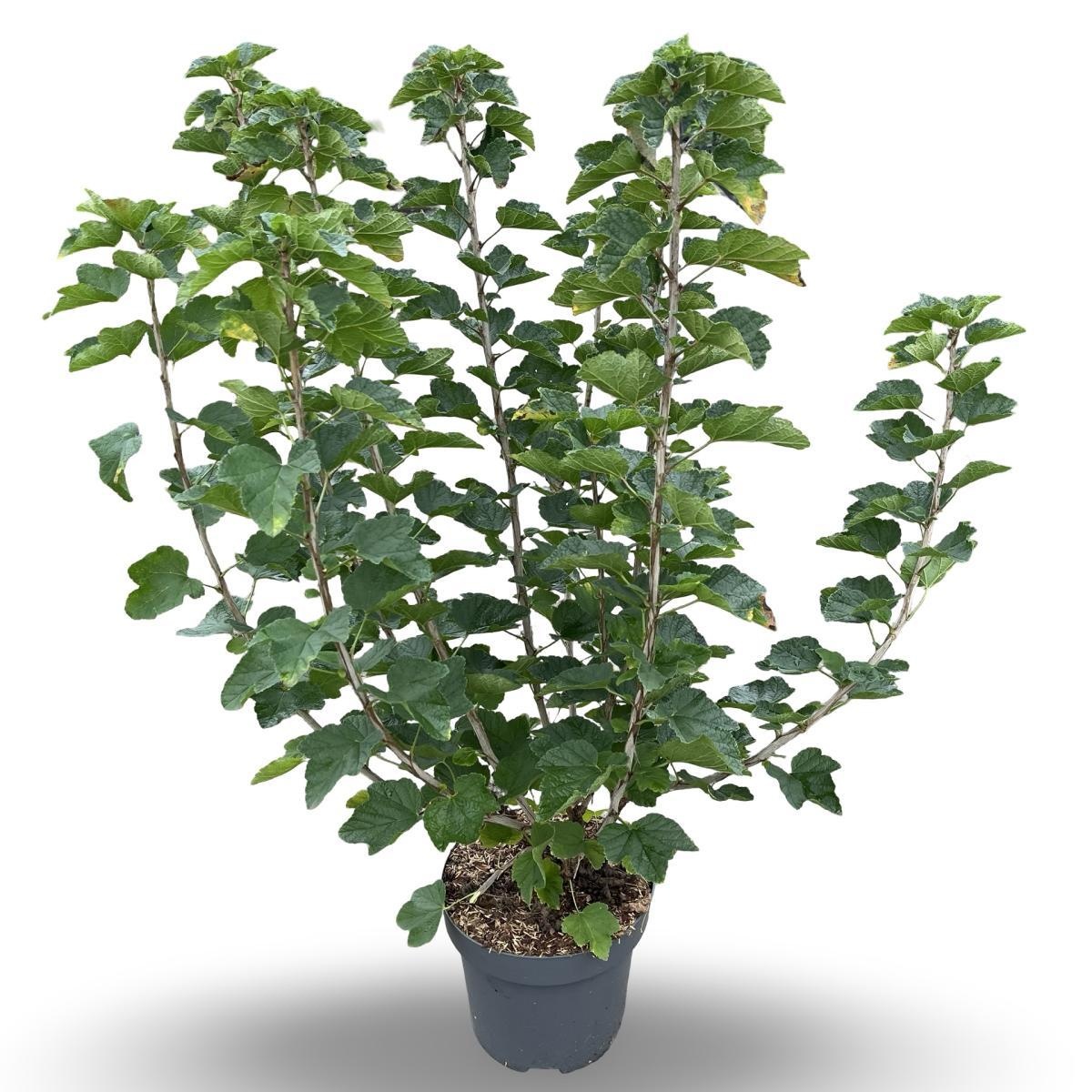 Ribes r. 'Jonkheer van Tets', D 32 cm