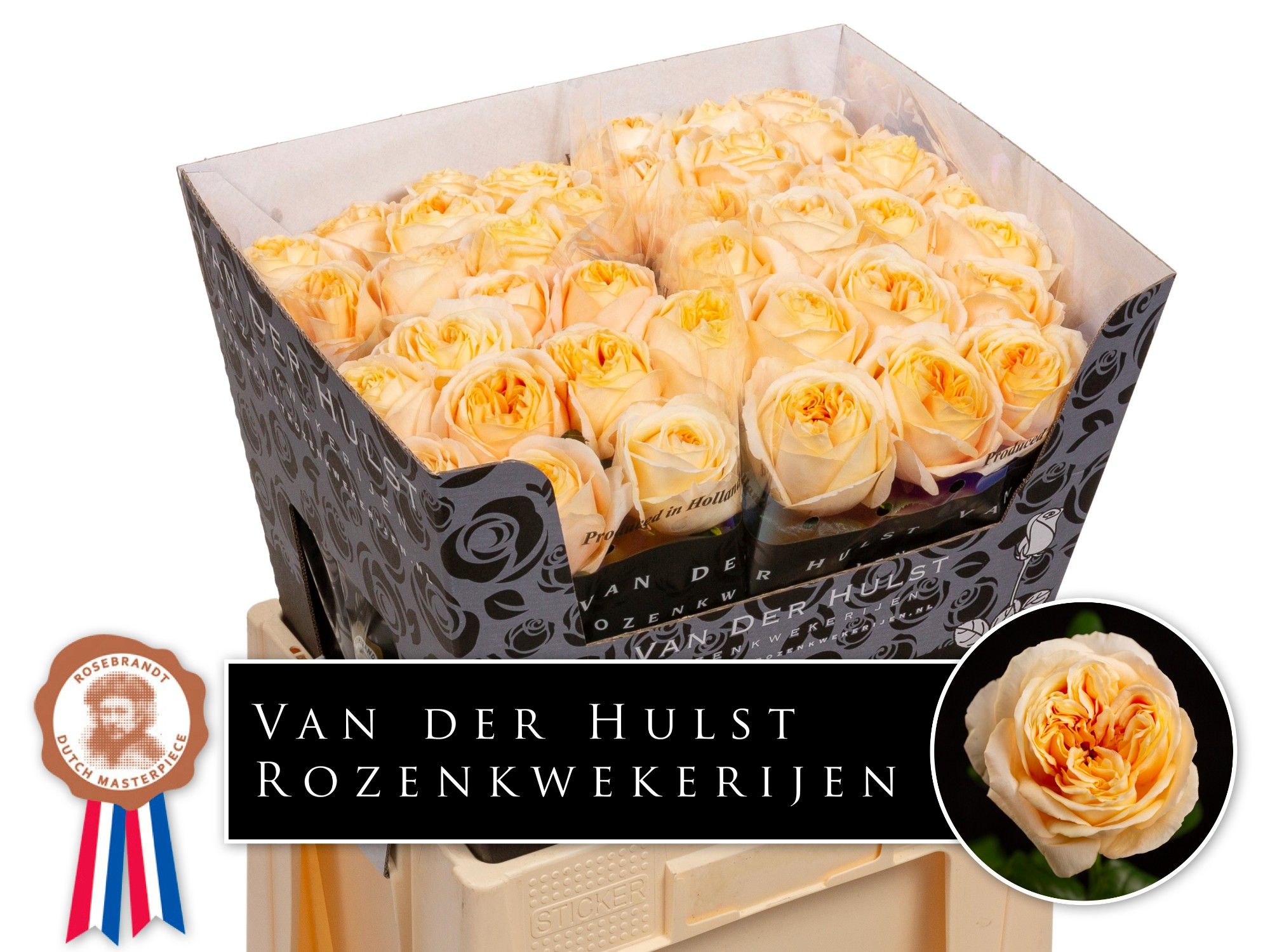 Роза од. Лондон Тауэр 60, шт.