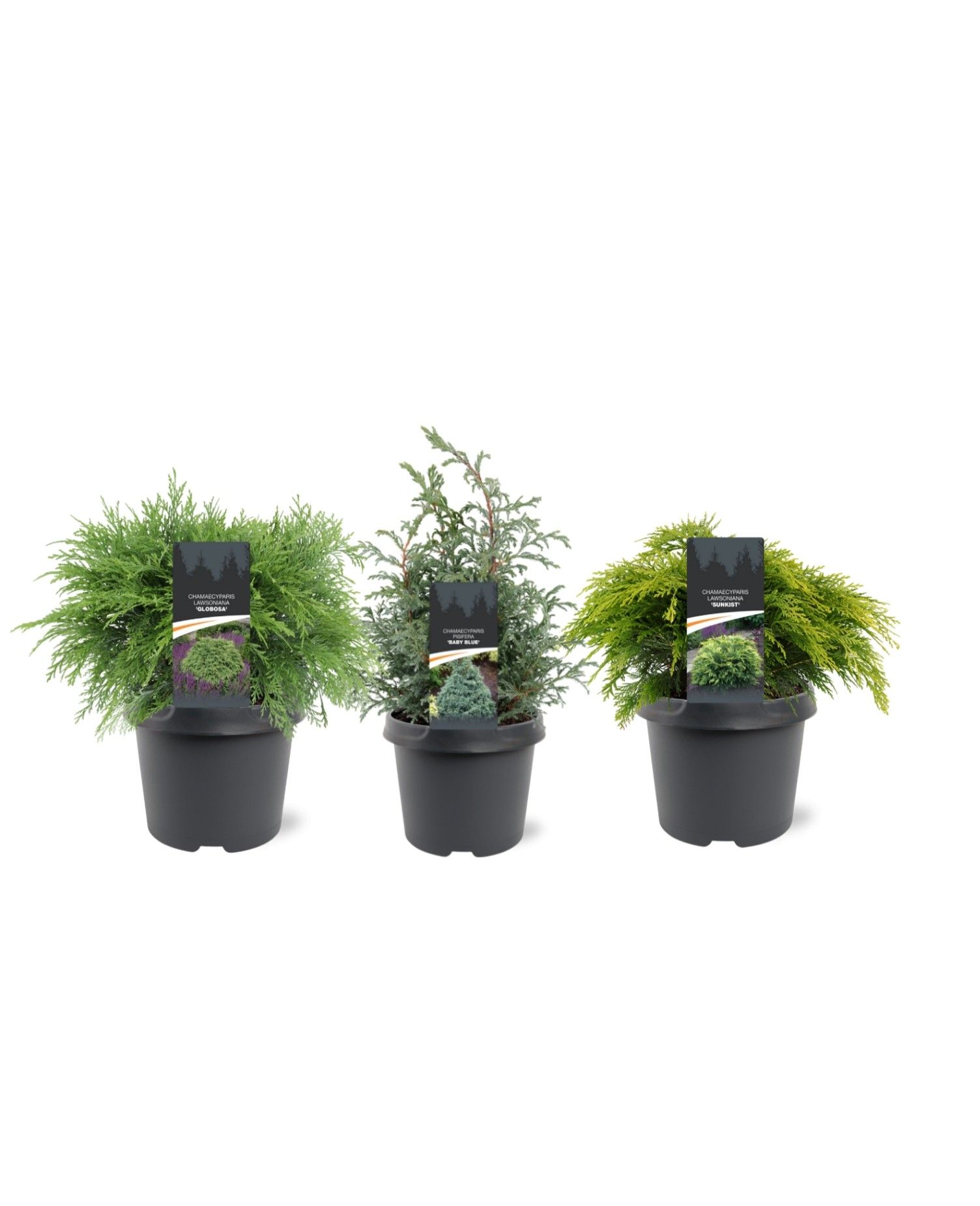 Chamaecyparis mix laagblijvend, D 19