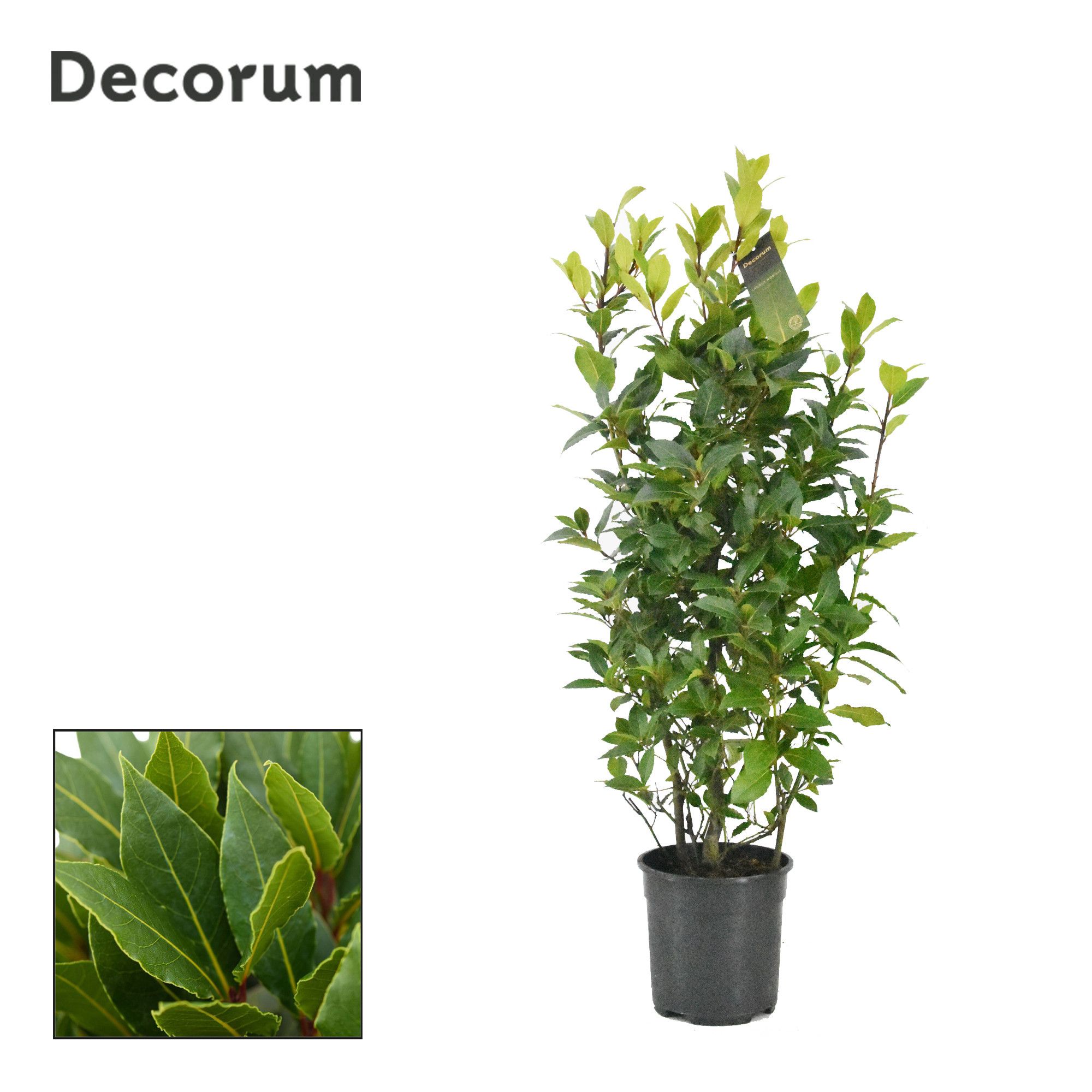 Laurus nobilis Struik, D 25