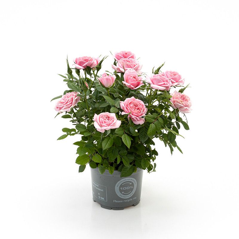Rosa Harmonie Kordana Classic, D 10,5 cm Rosa Harmonie Kordana Classic, D 10,5 cm