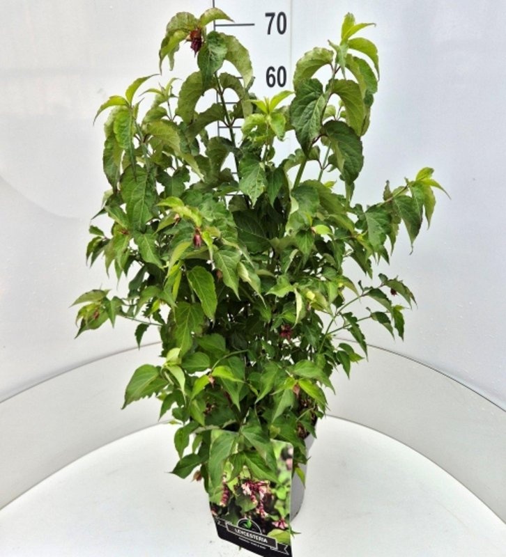 Leycesteria formosa 'Purple Rain', D 29 cm