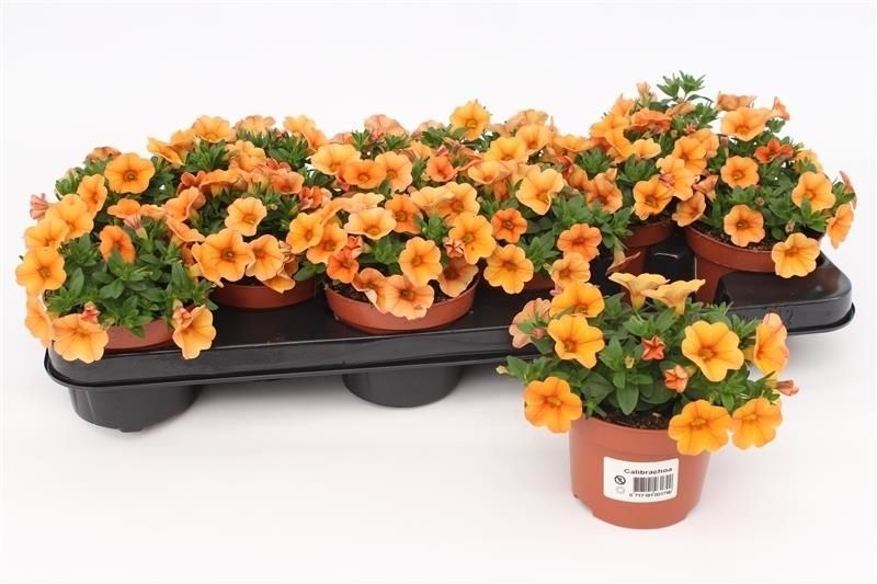 Calibrachoa Orange, D 10,5
